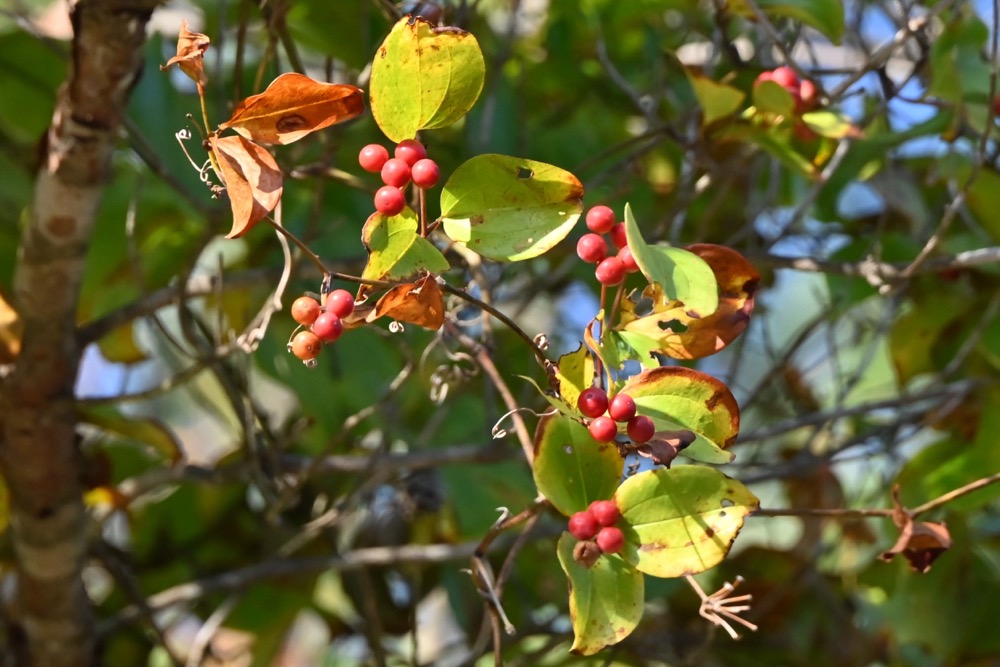 サルトリイバラ(サルトリイバラ科) | 見ごろの植物