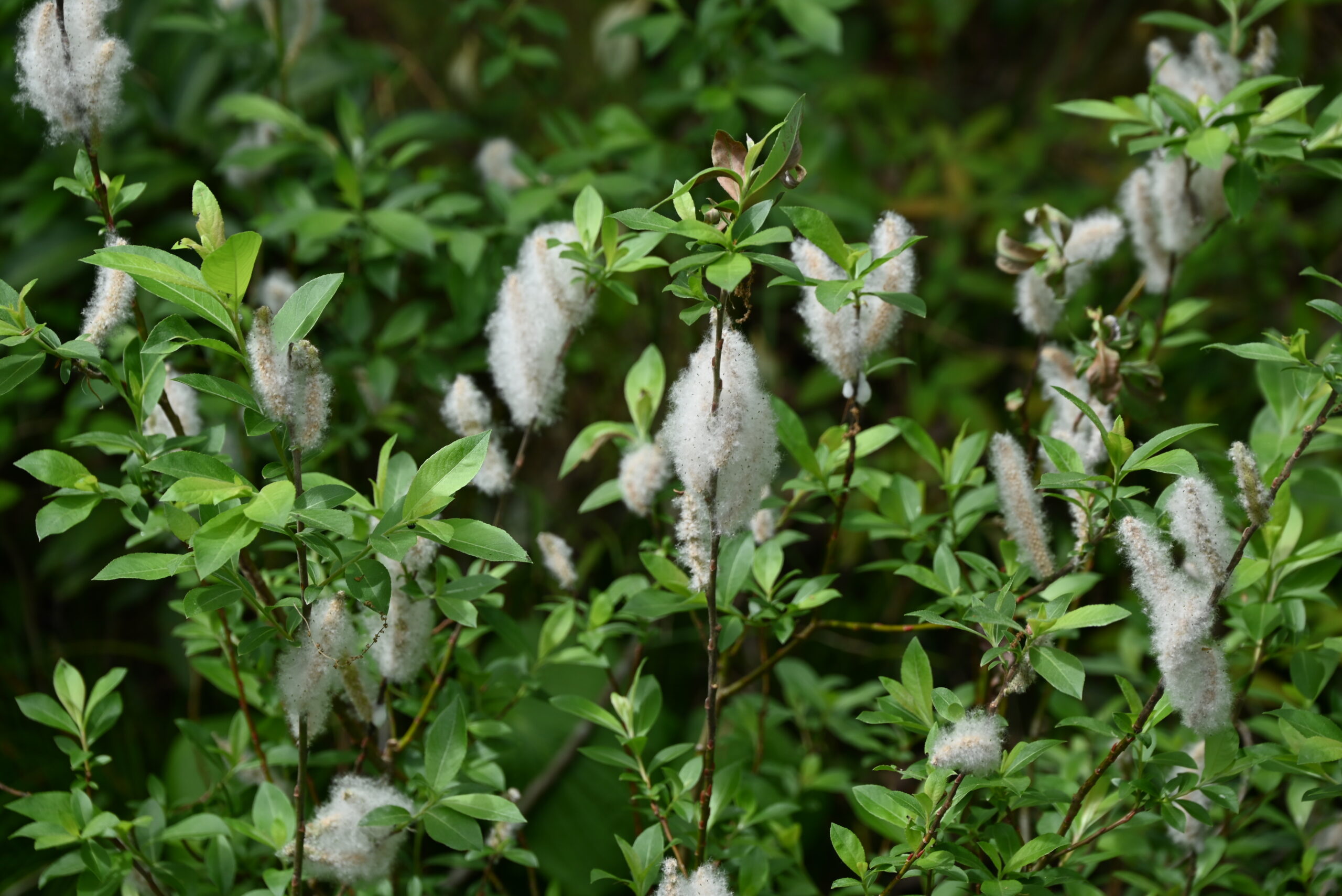 ネコヤナギ（ヤナギ科） | 見ごろの植物