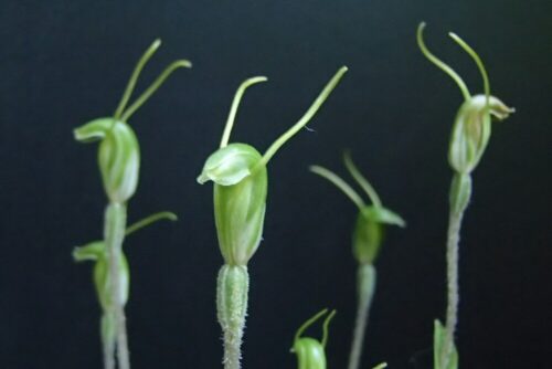 洋蘭☆★【プテロスティリス・オブッサ②】☆★豪州産球根ラン・地生蘭・山野草 プテロスティリスの種類（原種、品種）｜植物図鑑｜みんなの趣味の園芸