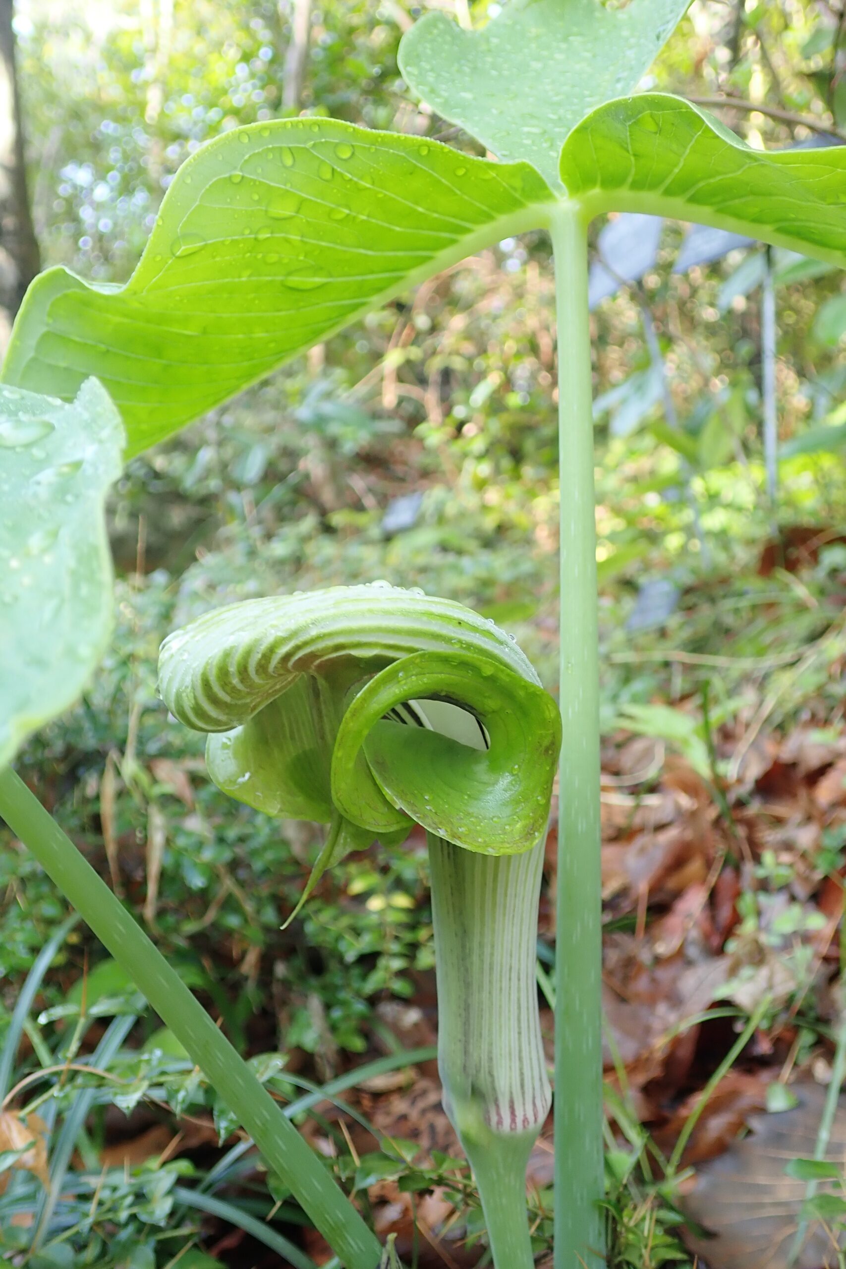 ムサシアブミ（サトイモ科） | 見ごろの植物