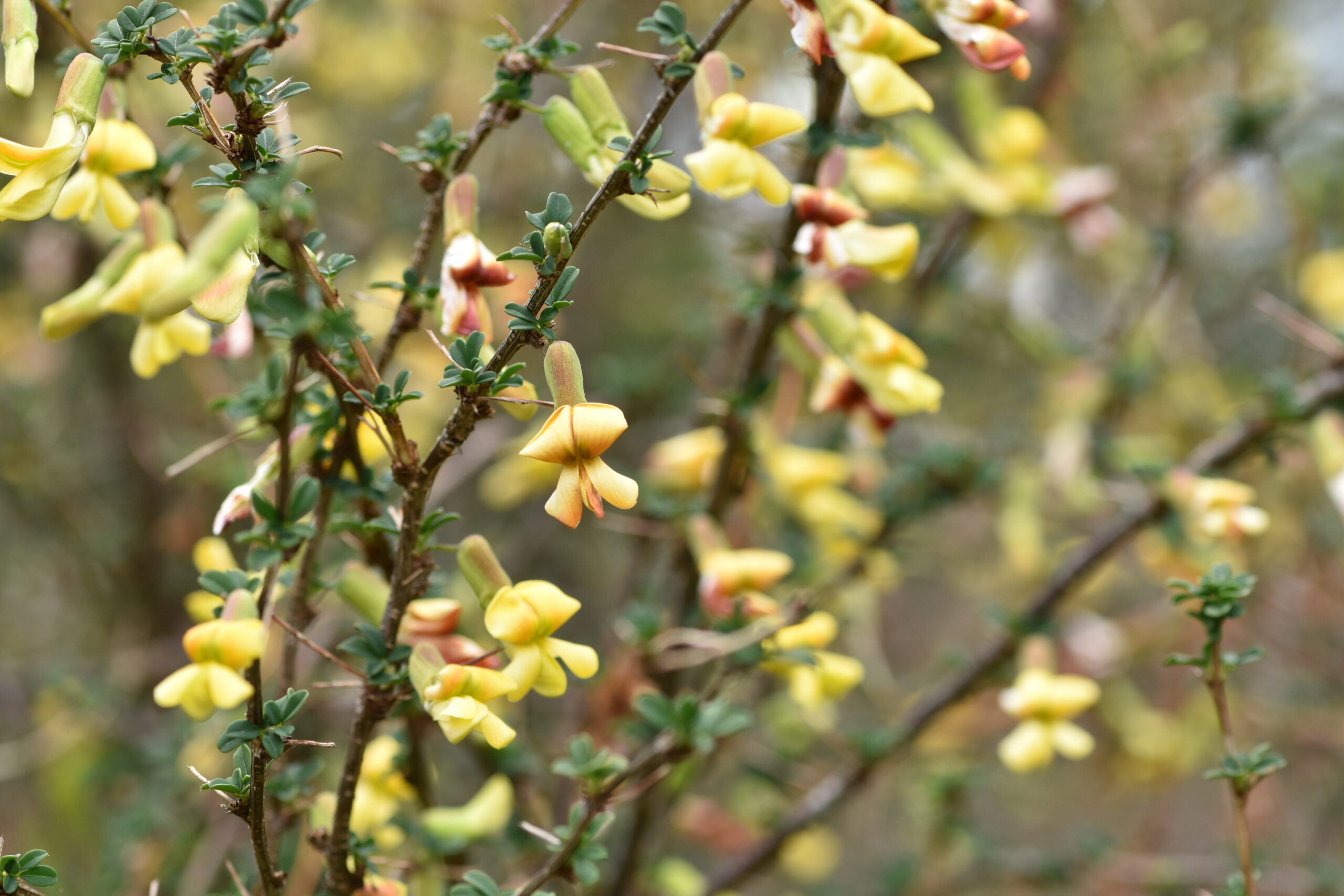 ムレスズメ（マメ科） | 見ごろの植物