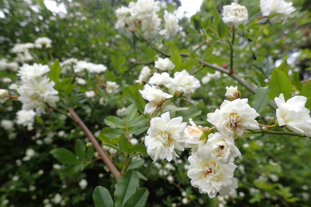 モッコウバラ（バラ科） | 見ごろの植物