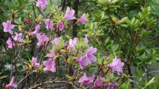 ウライツツジ_1-320x180.jpg