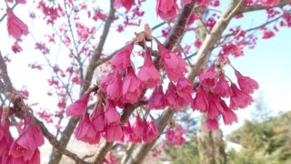 カンヒザクラ（バラ科） | 見ごろの植物