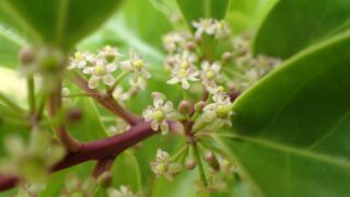 クロガネモチ（モチノキ科） | 見ごろの植物