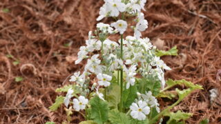 オトメザクラの園芸品種（サクラソウ科） | 見ごろの植物