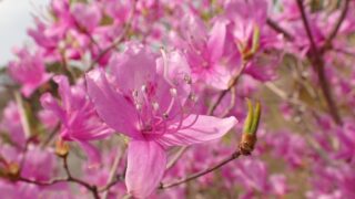 唯一。。特大の天然ミツバツツジ。 奥多摩植物目録