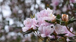 サクラツツジ_2-320x180.jpg