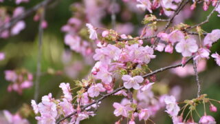 サクラ属の園芸品種‘河津桜_1-