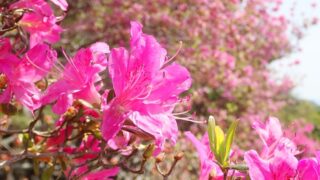 チョウセンヤマツツジ（ツツジ科） | 見ごろの植物