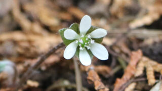 終了しました※【一般公開初】トサミスミソウ（新種）の限定公開 | 見