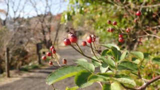 ノイバラ（バラ科） | 見ごろの植物