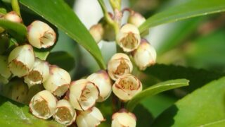 ヒサカキ（サカキ科） | 見ごろの植物