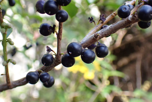 ヒサカキ（サカキ科）