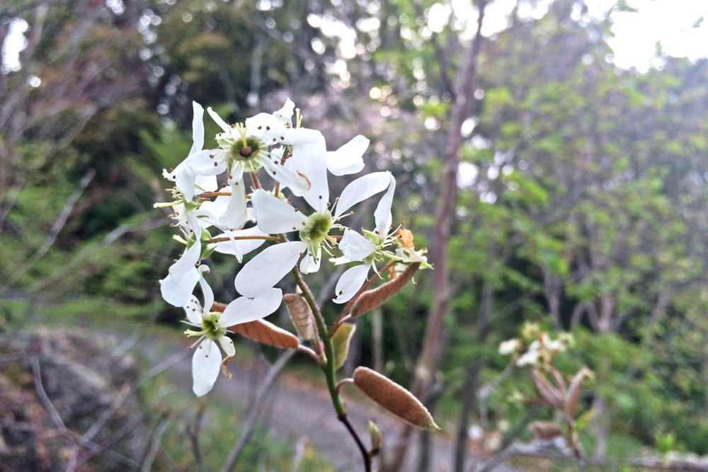 500 山採り ザイフリボク アメリカザイフリボク（バラ科） | 見ごろの植物