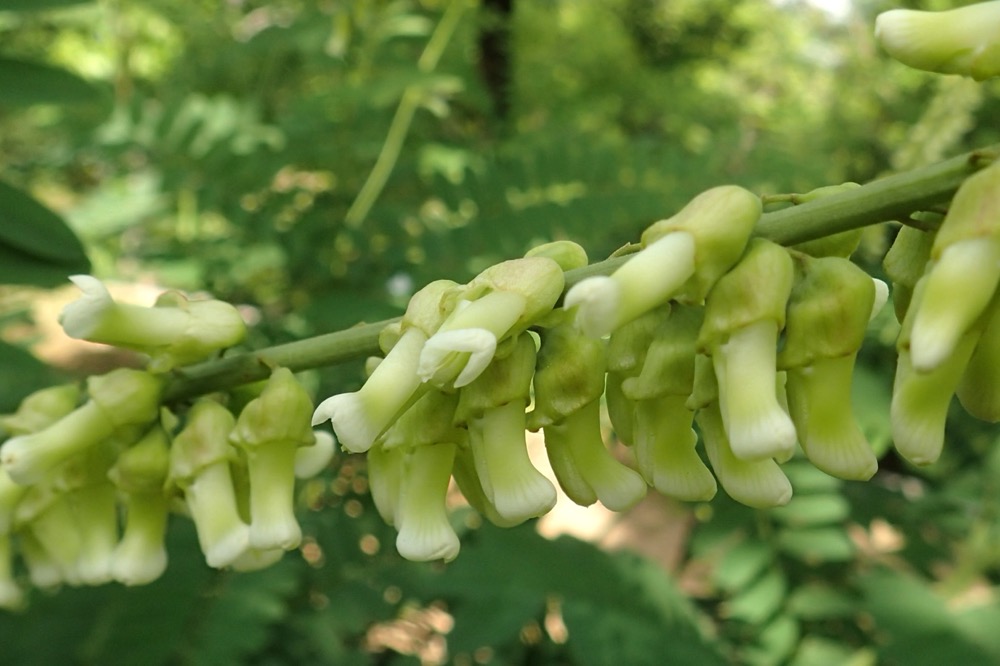 クララ（マメ科） | 見ごろの植物