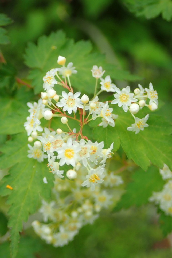 コゴメウツギ（バラ科） | 見ごろの植物 コゴメウツギ2m内外