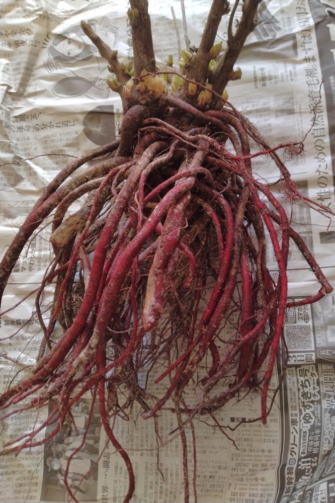 ムラサキ(ムラサキ科) | 見ごろの植物