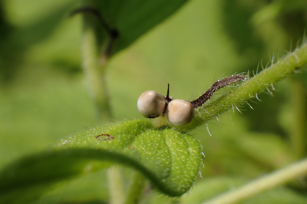 ムラサキ(ムラサキ科) | 見ごろの植物