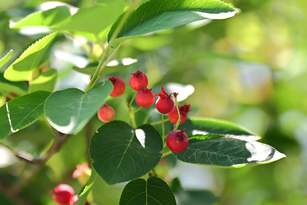500 山採り ザイフリボク アメリカザイフリボク（バラ科） | 見ごろの植物