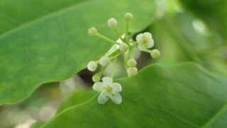 ソヨゴ（モチノキ科） | 見ごろの植物