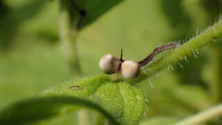 ムラサキ（ムラサキ科） | 見ごろの植物
