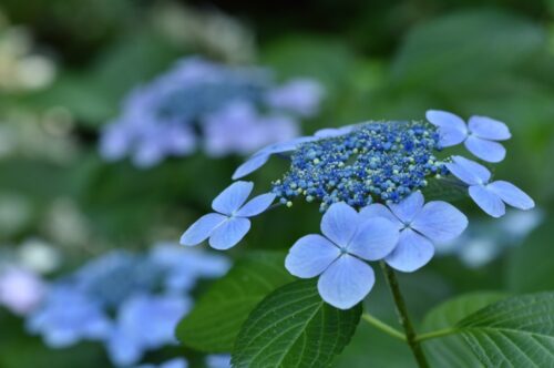 ガクアジサイ（アジサイ科） | 見ごろの植物