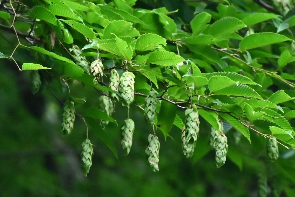 クマシデ（カバノキ科） | 見ごろの植物