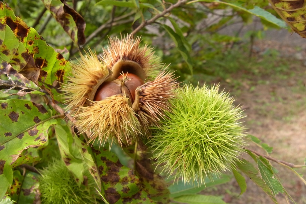 クリ（ブナ科） | 見ごろの植物