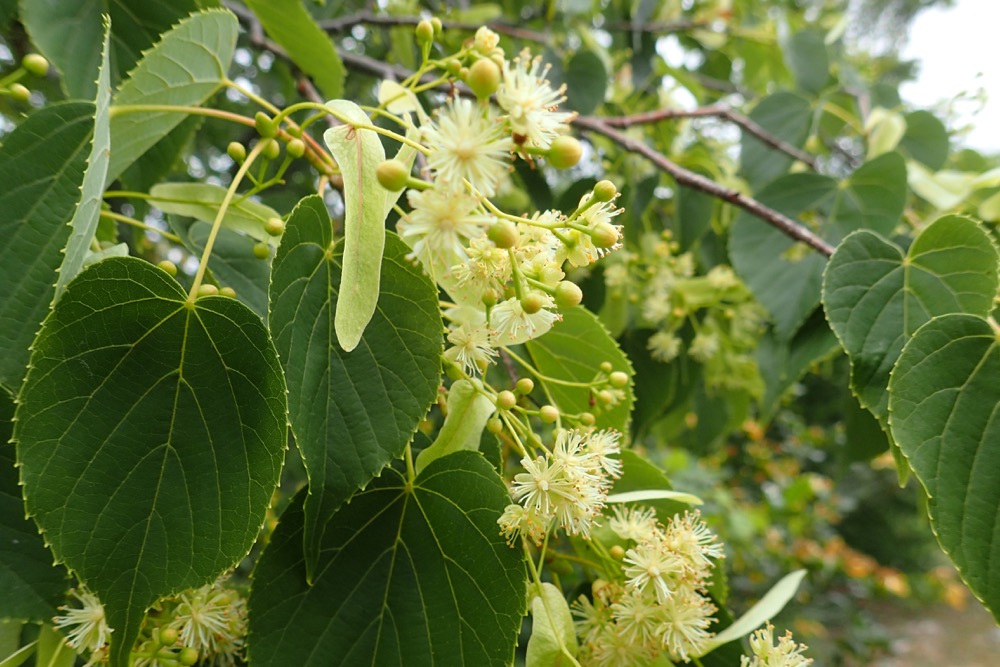 シナノキ（アオイ科） | 見ごろの植物