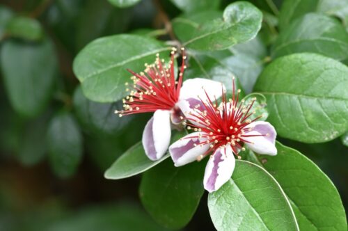 フェイジョア（フトモモ科） | 見ごろの植物