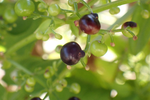 アカネ（アカネ科）