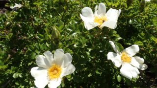 カカヤンバラ（バラ科） | 見ごろの植物