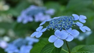 輸入アジサイ　大株　お得 輸入アジサイ 大株 お得