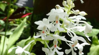 【洋書】フィリピン産ラン科植物 洋書】フィリピン産ラン科植物