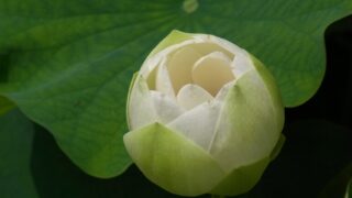 ハス'真如蓮'（ハス科） | 見ごろの植物