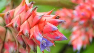 ホーエンベルギア・ステラタ（パイナップル科） | 見ごろの植物