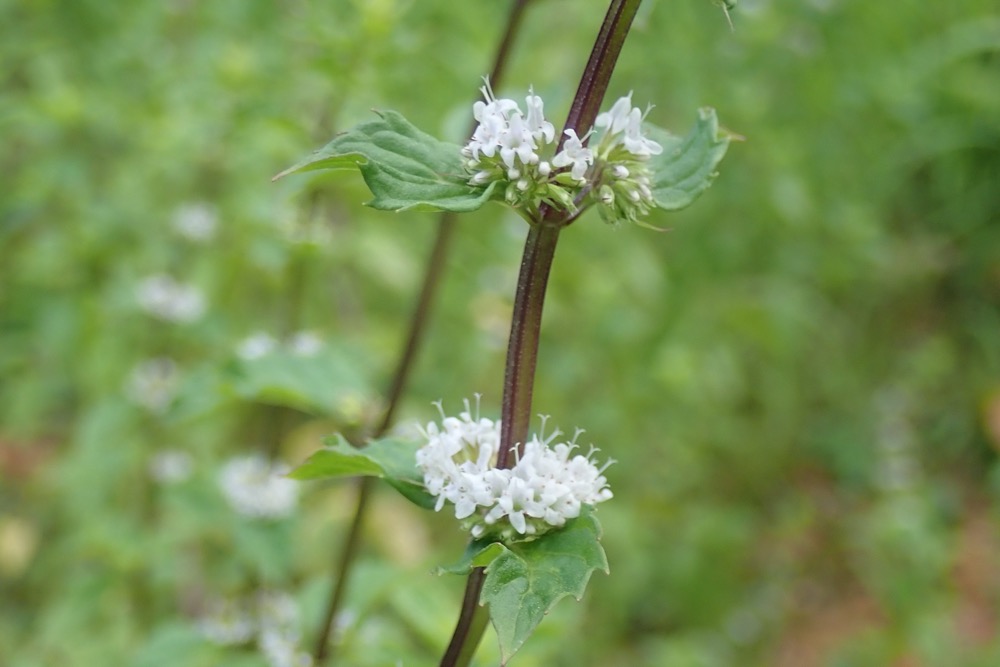 ハッカ(シソ科) | 見ごろの植物