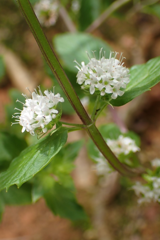 ハッカ(シソ科) | 見ごろの植物
