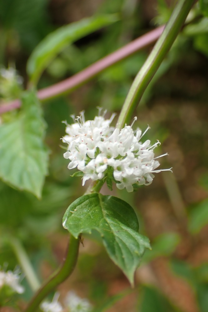 ハッカ(シソ科) | 見ごろの植物