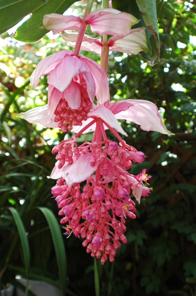 メディニラ・マグニフィカ（ノボタン科） | 見ごろの植物