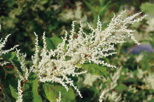 イタドリ（タデ科）