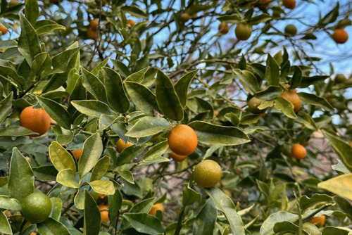 キンカン（ミカン科）