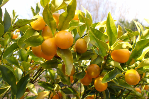 キンカン（ミカン科）