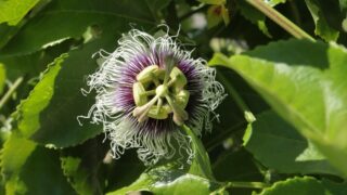 クダモノトケイソウ（トケイソウ科） | 見ごろの植物