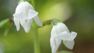 スズコウジュ_1-320x180.jpg