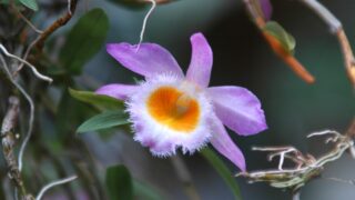 デンドロビウム ・ロディゲシ－（ラン科） | 見ごろの植物