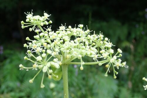ノダケ（セリ科）