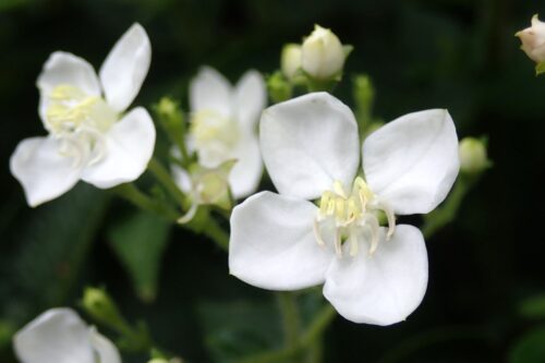 ハシカンボク（白花）（ノボタン科）