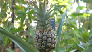 パイナップル_1-320x180.jpg